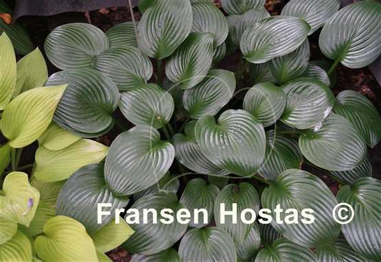 Hosta Joseph